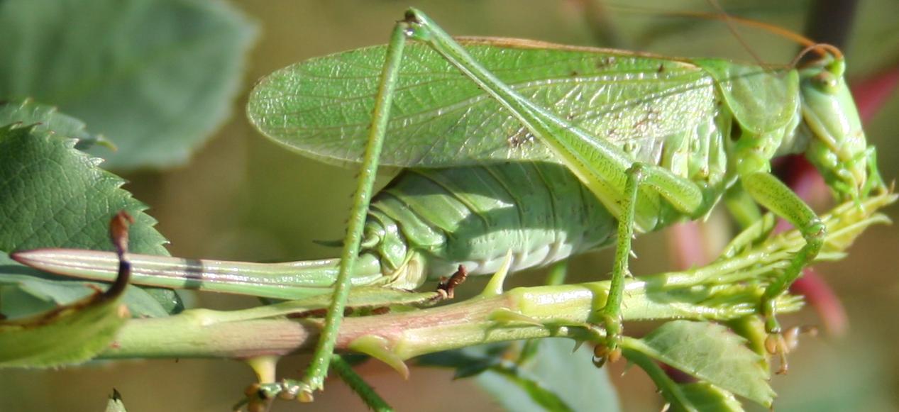 Tettigonia cantans